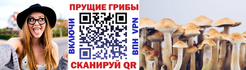 Псилоцибиновые грибы Cubensis Каменск-Уральский